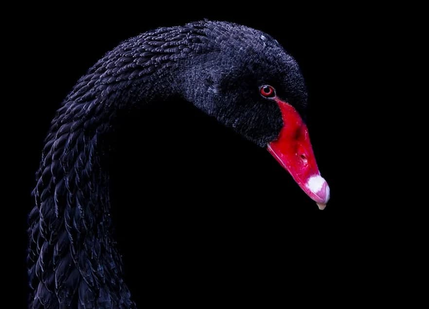 Swan